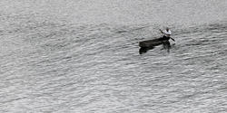 1723-Rowing on the Lake
